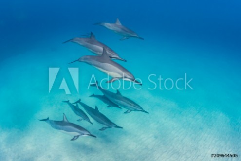 Picture of Pod of dolphins swimming in formation